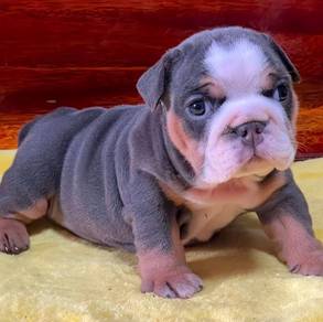 ENGLISH BULLDOG PUPPIES Female  C001