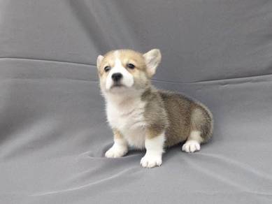 Welsh corgi red white color mka and microchip