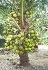 pokok kelapa pandan