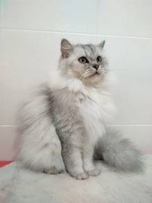 British Long Hair Silver Female Cat Clearence 