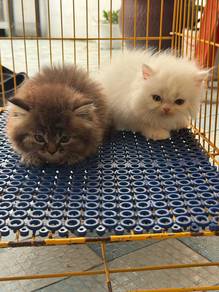 Persian kittens 