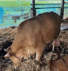 Lembu Dara Charoley cross limosim