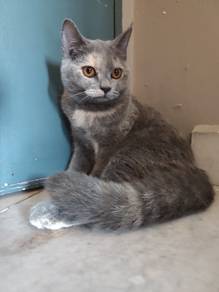 BSH kitten 