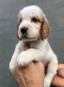 ENGLISH COCKER SPANIEL PUPPIES C92 🌻 Male