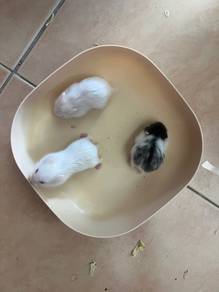hamster campbell