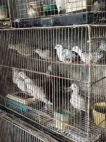 Burung Terkukur Jawa