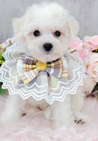 Bichon Frise