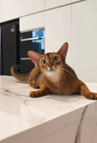 Abyssinian cat
