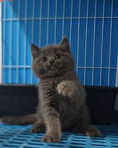 bsh blue 