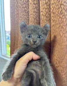 BLH mix curl kitten