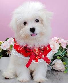 Maltese