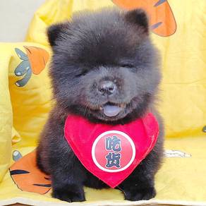 CHOW cHOW
