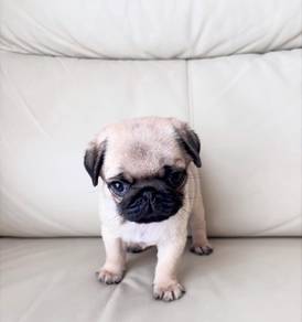 Cute, playful & adorable Pug puppies available!