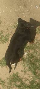 Rottweiler stud 