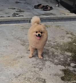 Pomeranian