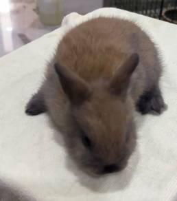 Rabbit ND