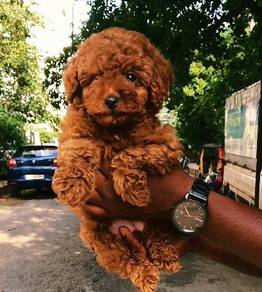 toy poodle 