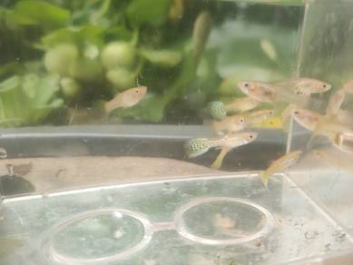Yellow Cobra Guppy Fish 