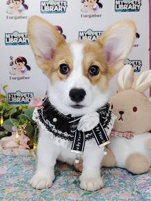 Welsh Corgi
