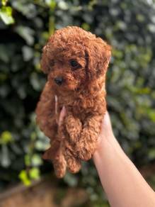 toy poodle available 