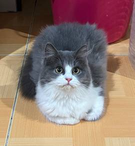 Adorable Fluffiest Girl Cat 5 Months Old