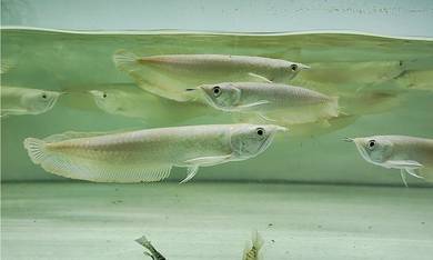 Silver arowana