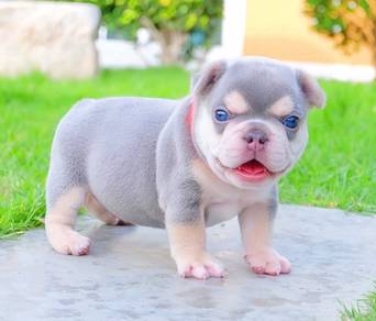 FRENCH BULLDOG PUPPIES VIP25 🌻Cute Puppy  Boy