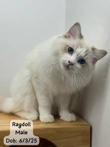 Ragdoll