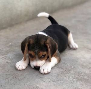 beagle puppies 