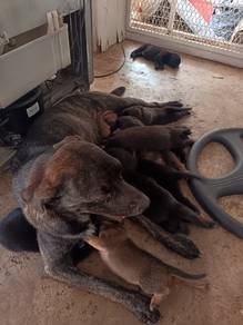 a new born puppy for sale 