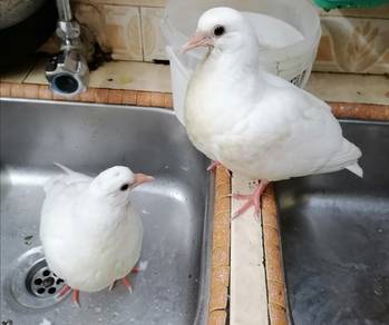 Daging Burung Merpati Putih KL