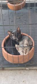 Anak Kucing