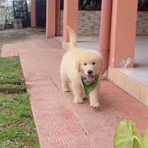 Golden Retriever f
