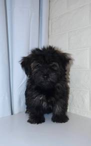 J0564 Silkese  Cute Indoor Companion Puppy