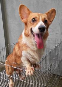 PP900 Welsh Corgi dog for adoption