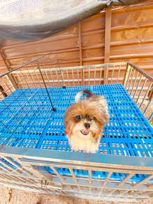 Shih Tzu puppu