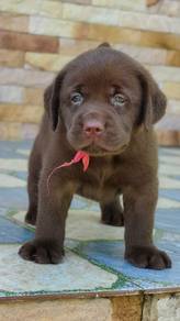 Premium Chocolate Labrador Puppy (Import Champi