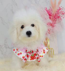 Bichon Frise