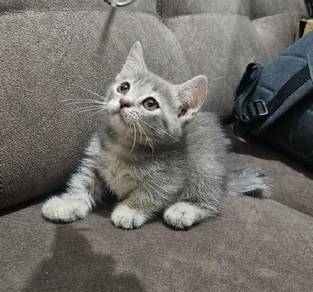 munchkin kitten/anak kucing munchkin 