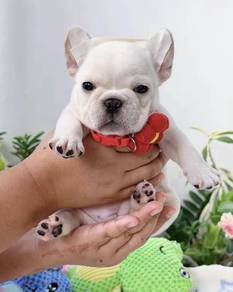 FRENCH BULLDOG PUPPIES VIP814 🌻 Boy-Girl Cream
