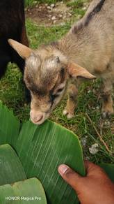 kambing kerdil, pygmy goat 