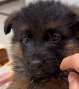 German Shepherd