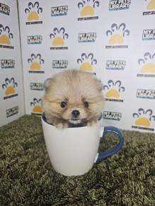 teacup pomeranian pom pom