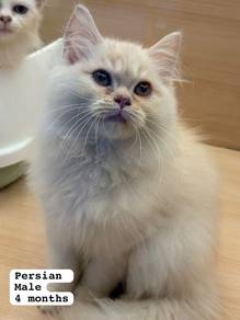 Persian Untuk Dijual !!