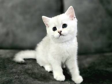 BSH kitten male