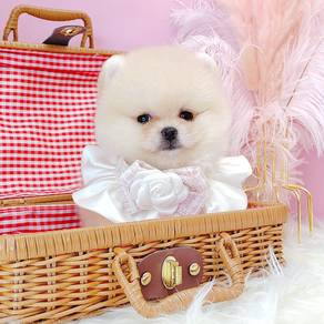 Pomeranian