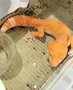 Leopard Gecko