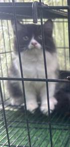 male kitten 3 months