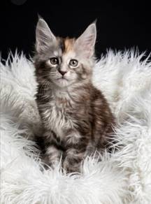 Maine Coon