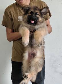 Big Bone Sable German Sherpherd Puppy大骨架德国牧羊幼犬